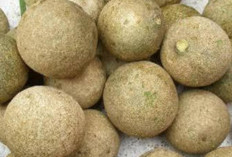 Atasi Gangguan Haid dengan Buah Kawista