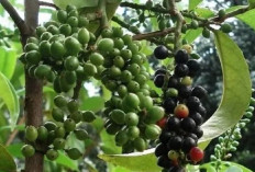Atasi Malaria, Wasir dan Sakit Pinggang dengan Buah Makasar