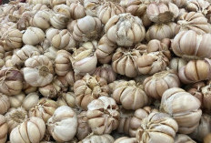 Bawang Putih : Bumbu Dapur Serbaguna dengan Segudang Manfaat Kesehatan