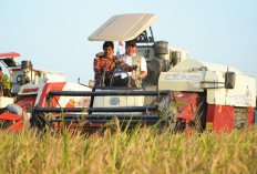 Herman Deru Pimpin Panen Raya TNI di OKI, Perkuat Ketahanan Pangan Nasional