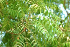 Obati Eksim dan Penyakit Kulit Lainnya dengan Daun Intaran