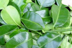 Atasi Sakit Perut dan Mual dengan Daun Jeruk Nipis