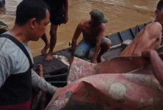 Tragis ! Buruh Pemeras Minyak Tewas Mengenaskan, Diduga Jadi Santapan Buaya 