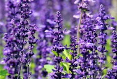 Manfaat Bunga Lavender, Si Cantik yang Menenangkan dan Kaya Khasiat