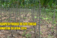 5 Kabupaten Penghasil Ubi Kayu Terbesar di Sumatera Selatan 2024 : Juaranya Bukan OKU Timur !