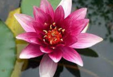 Atasi Insomnia dengan Tepung Bunga Lotus