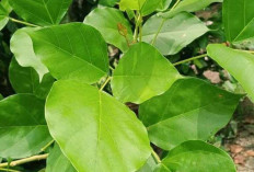 Atasi Insomnia dan Obati Rematik dengan Daun Dadap 