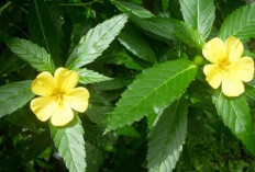 Atasi Gangguan Buang Air Kecil dan Saluran Kemih dengan Daun Damiana