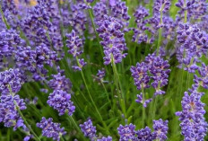Bunga Lavender : Si Cantik Ungu yang Menenangkan dan Sarat Manfaat