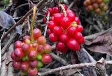 Manfaat dan Potensi Buah Kadsura untuk Kesehatan : Buah Langka dengan Khasiat Luar Biasa