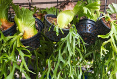 Obati Bisul dan Gondok dengan Daun Tanduk Rusa