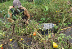 Budidaya Tomat di Indralaya Utara Masih Menguntungkan, Petani Raup Hingga 5 Ton per Musim Panen