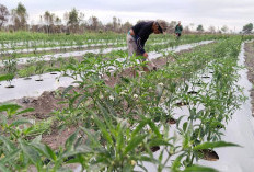 Penyiangan Gulma pada Lahan Cabai Merah Efektif Menekan Biaya Pemeliharaan