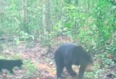 Beruang yang Serang Warga di Musi Rawas Tertangkap Kamera Penyisiran Masih Berlanjut