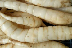 Dukung Kesehatan Otak dan Lambung dengan Umbi Garut