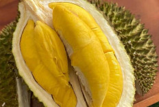 Jenis-Jenis Durian, Si Raja Buah dengan Cita Rasa yang Beragam