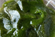 Obati Radang, Infeksi dan Lambung dengan Daun Cincau Hijau