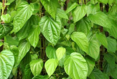 Daun Sirih: Tanaman Tradisional Dengan Segudang Manfaat Kesehatan Dan Kehidupan Sehari-Hari