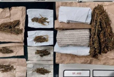 Satres Narkoba Polres Lubuklinggau Ringkus Sekelompok Pemuda Diduga Pengedar Daun Setan 