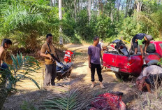 H-1 Idul Adha, Oknum Karyawan PT Lonsum Ditangkap Diduga Terlibat Pencurian Sapi
