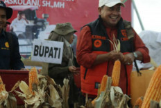 Panen Raya Jagung Banyuasin : Bupati Askolani Optimis Jadi Lumbung Pangan Indonesia !