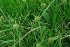 Obati Urin Berlemak dengan Rumput Jukut Pendul