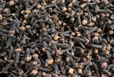Cengkeh: Rempah Kuno dengan Manfaat Modern untuk Kuliner dan Kesehatan