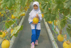Wisata Edukasi Seru di Kebun Melon The Zafarm Palembang, Belajar Sambil Berlibur 