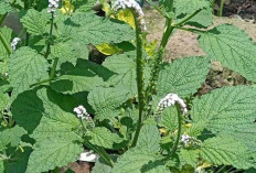 Redakan Sariawan dan Sakit Tenggorokan dengan Daun Sangketan 