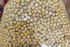 Kacang Kedelai, Sumber Protein Nabati yang Jadi Andalan Dunia Kesehatan dan Industri Pangan