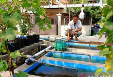 Mengubah Air Selokan Menjadi Bersih: Inovasi dan Dedikasi Warga Surabaya