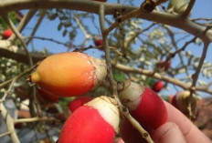  Tingkatkan Gairah Seksual Pria dan   Kencangkan Vagina dengan Buah Palem 