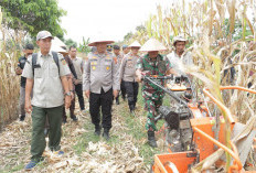 Panen Raya Jagung Serentak, Polri Perkuat Swasembada Pangan hingga Daerah