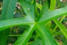 Jaga Kesehatan Hati, Tulang dan Kulit dengan Daun Gedi Merah