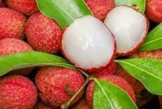 Jaga Kesehatan Tulang, Kulit dan Rambut dengan Buah Leci
