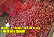 4 Kabupaten Bawang Merah di Sumatera Selatan : Juaranya Bukan OKU Timur !