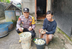 Desa Sudi Mampir Jadi Percontohan Ketahanan Pangan di Ogan Ilir 