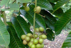 Obati Batu Ginjal dan Batu Empedu dengan Daun Matoa