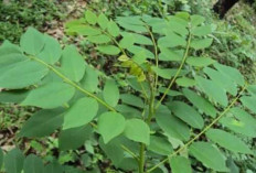 Daun Kalikiria Dapat Mengobati Penyakit Kuning, Mencerahkan Wajah dan Menyuburkan Rambut 