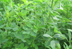 Tingkatkan Produksi ASI dengan Daun Alfalfa