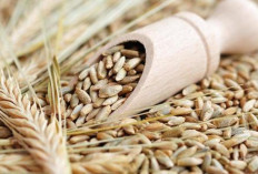 Sehatkan Pencernaan dan Jantung dengan Gandum Hitam
