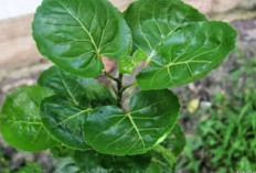 Jaga Kesehatan dan Kesuburan Rambut dengan Daun Mangkokan
