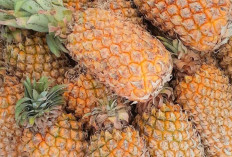 Khawatir Gatal Saat Makan Nanas? Tenang, Ada Tipsnya Kok!
