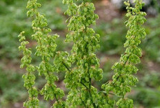 Sembuhkan Rematik dan Arthritis dengan Tanaman Rumex