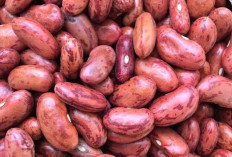 Kacang Merah, Sumber Gizi Kaya Manfaat yang Selalu Hadir di Meja Makan