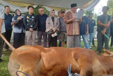 Proses Pemotongan Kurban, Berlangsung Haru dan Bahagia