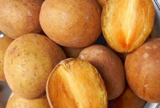 Sawo Manis Alami, Buah Tropis Kaya Nutrisi yang Baik untuk Tubuh