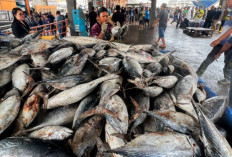 Harga Pangan 30 Desember 2024 : Ikan Tongkol Turun, Daging Ayam  Naik Jadi Rp38.120 per Kilogram !