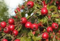 Cegah Gagal Jantung dan Nyeri Dada dengan Buah Haw