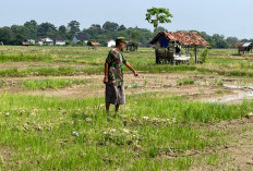 132 Hektar Sawah  Kekeringan, Ratusan Petani Terdampak
